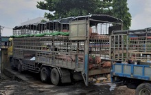 Giữa cơn sốt, lo heo lậu từ Thái Lan tuồn vào Việt Nam