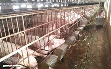 Hưng Yên: 100% xã, phường, thị trấn công bố hết dịch tả lợn Châu Phi