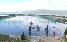 Ốc hương sản lượng cao nhưng giá thấp