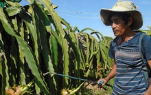 Giá thanh long nghịch vụ xuống thấp, nông dân đứng ngồi không yên