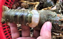 Đổ xô mua tôm hùm baby 30.000 đồng/con, "ngớ người" vì vớ phải hàng xả, hàng ngất