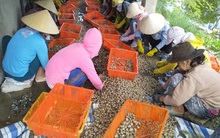 Thương lái 'săn' ốc hương xuất sang Trung Quốc