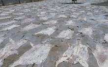 Vì loại thần dược bí truyền "đắt ngang vàng", TQ có thể sẽ tàn sát một nửa số lừa trên thế giới