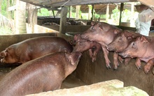 Giá lợn tăng mạnh, hộ nuôi chưa dám tái đàn