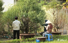 Đào Nhật Tân 'xuống phố' sớm, nhiều tuyến đường Hà Nội đã rộn ràng sắc Xuân