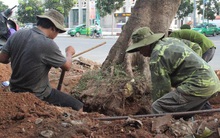 Vì sao hàng loạt cây xanh trên đường phố Đông Hà bị đốn hạ?