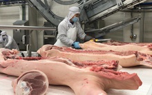 Nhập thịt nhiều, thương lái có thể tuồn lợn sang Trung Quốc