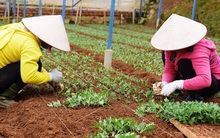 Hoa Tết trông chờ vào thời tiết