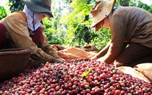 Khuyến khích tiêu thụ cà phê nội địa