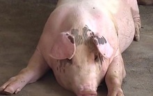 Thịt lợn khan hiếm, giá tăng vọt, người dân xu hướng nuôi lợn “siêu to”