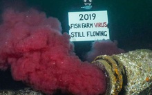 Suốt 2 năm qua người Canada không dám ăn đến một miếng cá hồi hoang dã, nguyên nhân chính là vì đường ống "địa ngục" ai cũng khiếp sợ