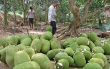 Trung Quốc siết nhập khẩu, hàng loạt nông sản Việt lại rớt giá mạnh