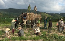 Gia Lai: Một mùa mỳ thất bát