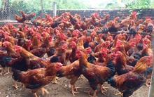 Thời cơ vàng tăng thị phần thịt gà