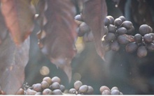 Xót xa cây cà phê chết vì sương muối, nhiều nông dân Sơn La trắng tay