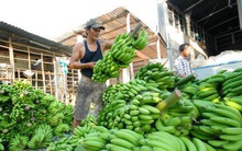 Trồng chuối cấy mô cho thu nhập hàng chục tỷ đồng mỗi năm
