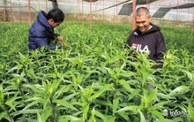 Đà Lạt - Thủ phủ hoa lớn nhất nước "bung" hàng chuẩn bị đón Tết