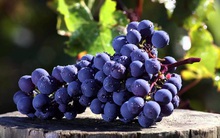 Loại quả nhỏ bé nhưng chứa nhiều công dụng “ăn đứt” thần dược, tốt cho nhan sắc lẫn sức khỏe