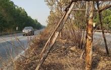 Nhiều cây xanh trên Quốc lộ 18 bất ngờ bị đốt cháy rụi