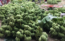 Trồng chuối, thu nhập hàng trăm triệu đồng/năm