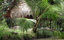 Dẫn đầu Top 10 điểm du lịch trong nước có xu hướng tìm kiếm nổi bật nhất 2019 trên Google lại là cái tên khá xa lạ: Khu du lịch Phú Hữu (Hậu Giang)