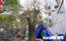 Gốc đào rừng nặng 1 tấn, cao 5 mét hút hồn mọi dân chơi