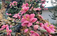 Mãn nhãn cây đào dáng huyền độc nhất Việt Nam, nặng 2 tấn ghép từ hàng nghìn viên đá quý