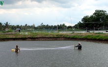 Nuôi tôm nước lợ ở Sóc Trăng tăng cả về diện tích và sản lượng