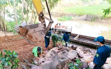 Đồng Tháp: Liên tục bắt giữ heo lậu qua biên giới