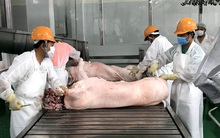 Bổ sung nửa triệu tấn thực phẩm, giá lợn vẫn đắt đỏ nhất lịch sử