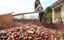 Giá cà phê trên thị trường quốc tế dự báo tăng chóng mặt