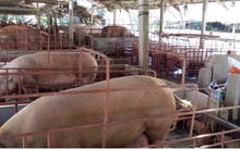 Người dân nuôi heo thu lãi "khủng" nhờ giá tăng cao