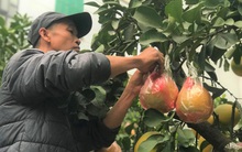 Ngắm vườn bưởi cảnh chơi Tết bạc tỷ ở Hà Nội, 40 triệu đồng/cây 120 quả