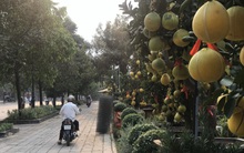 Bưởi Diễn giá trăm triệu đồng 'đổ bộ' Sài Gòn