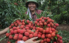 5 năm thử thách vào đất Nhật, 10 năm trường kỳ qua cửa Mỹ