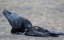 Cố tình nhuộm trắng bộ lông để hòa vào đàn bồ câu kiếm ăn, quạ nhận kết cục đau đớn: Cảnh tỉnh nhiều người!