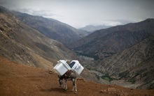 3 bài học quý giá trong sự nghiệp từ cái kết tàn nhẫn của con lừa không biết hài lòng với thực tại