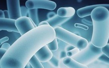 Bé trai 22 tháng tuổi ở Hải Dương tử vong do nhiễm vi khuẩn không xác định loài