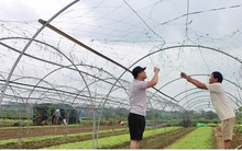 Giá rau tăng, làng rau La Hường mong một vụ Tết bội thu