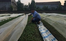 Vị ngọt từ trái ớt cay