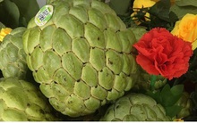 Nông dân Sơn La thu cả tỷ đồng/ha mỗi năm nhờ trồng Na Hoàng hậu