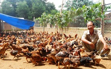 Người nuôi gà vui như tết