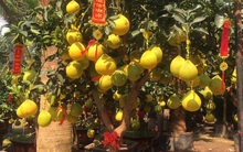 Bưởi Diễn chưng Tết cập bến TP HCM, giá giảm gần một nửa năm ngoái