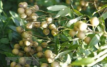 Nhãn mất mùa, nhiều nhà vườn ở Hưng Yên thất thu nặng