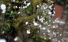 Độc đáo nhất chi mai mọc trên gỗ lũa Pơmu chơi Tết, giá 30 triệu đồng