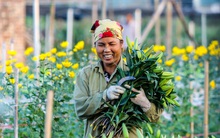 Làng hoa Tây Tựu nhộn nhịp chuẩn bị phục vụ Tết