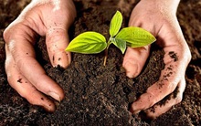 Đi lấy dây cột cái cây bị gió quật đổ, người đàn ông không ngờ được hưởng lợi cả đời