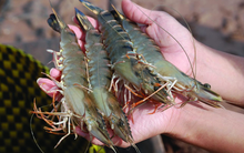 Thủy sản Hùng Vương đã bán xong 5 triệu cổ phiếu quỹ ở mức giá xấp xỉ 8.000 đồng/cp