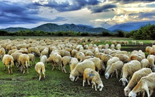 Tìm giáo sư học thuật dùng người, chàng trai được dẫn đi thăm chuồng cừu nhưng nhanh chóng tâm phục khẩu phục: Nhìn người như đếm cừu, trước hết phải có tâm!