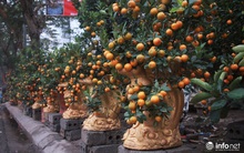 Chuột cưỡi hũ vàng, cõng đào, quất Nhật Tân hút khách